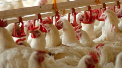 Malezya, artan gıda fiyatları nedeniyle tavuk ihracatını askıya aldı
