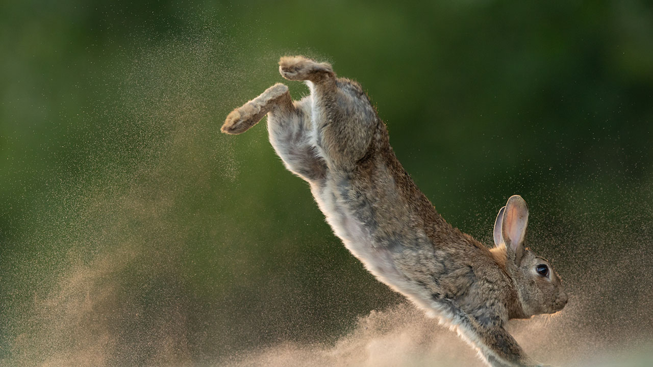 tavşan atlama