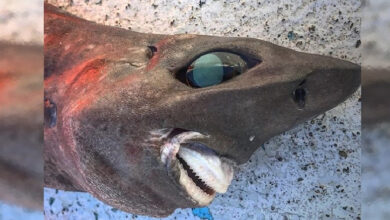 Avustralya’da Ortaya Çıkan Korkunç Köpekbalığı Viral Oldu